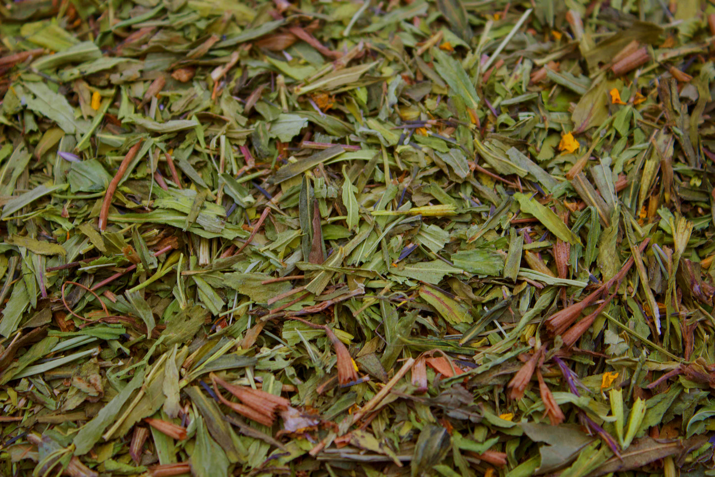 Mexican Tarragon (Tagetes lucida)